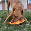 Playful dog chewing Doggijuana Pretzel Toy outdoors, promoting stress relief and engaging chewing fun with built-in Juananip.