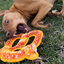 Playful dog enthusiastically chewing Doggijuana Pretzel Toy outdoors, promoting stress-free play with durable materials and calming effects.