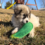 Small puppy chewing on the dill pickle-shaped dog toy while sitting outside in the grass.