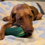 Dog chewing on the dill pickle-shaped toy while lying on a bed, with a relaxed expression.