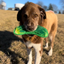 Dog outdoors holding a dill pickle-shaped toy in its mouth, looking directly at the camera.