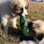 Two puppies playing with a dill pickle-shaped toy, each holding one end in their mouths.