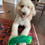 Dog lying on a rug indoors, licking its tongue while chewing on the dill pickle-shaped toy.