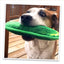 Dog holding the dill pickle-shaped toy in their mouth, sitting on a wooden deck with a playful expression.