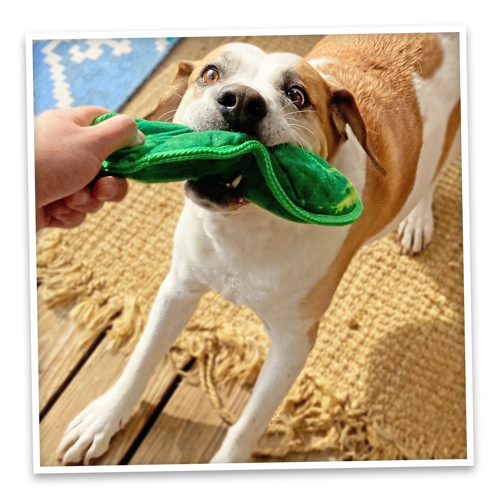 Dill Pickle and Chicken Wing tough dog toy bundle