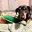 Dog chewing on the dill pickle-shaped toy while lying on a bed, with a relaxed expression.