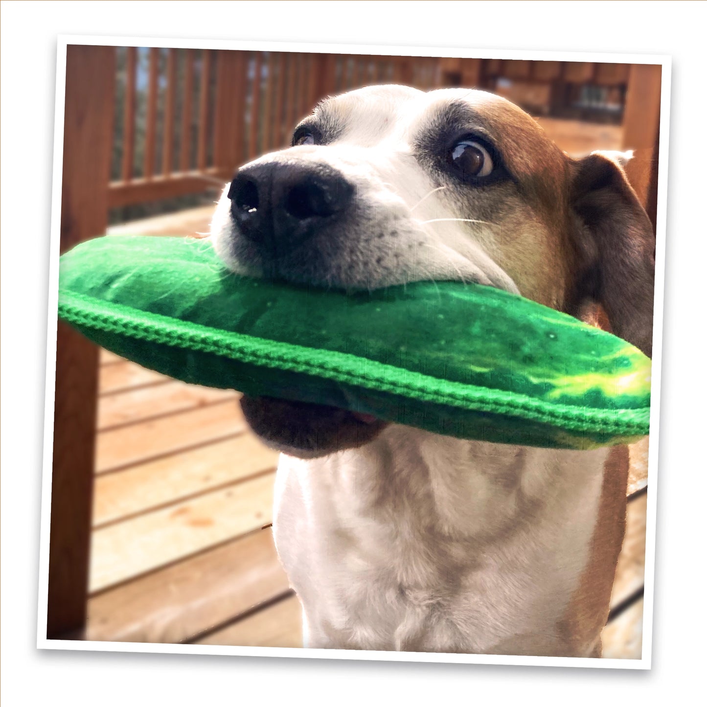 Dill Pickle and Chicken Wing tough dog toy bundle