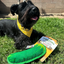 Dog with a yellow bandana playing outside with the dill pickle-shaped toy next to the product packaging.