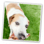Tuffer Chewer Mini Doggi Duo Bundle - Grilled Kebab & Juananip