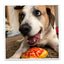 Tuffer Chewer Mini Doggi Duo Bundle - Pepperoni Pizza & Juananip