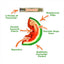 Tuffer Chewer Mini Doggi Duo Bundle - Watermelon Slice & Juananip
