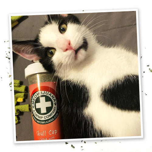 White and black cat lying next to Skull Cap catnip container, looking content and playful.