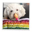 Get the Pawty Started Cake Slice Refillable Dog Toy