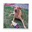 Get the Pawty Started Hairy Ale Refillable Dog Toy