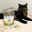 Tortoiseshell cat lying next to Meowijuana Daydreamer Mix jar, with some herbs spilled in front of the jar.