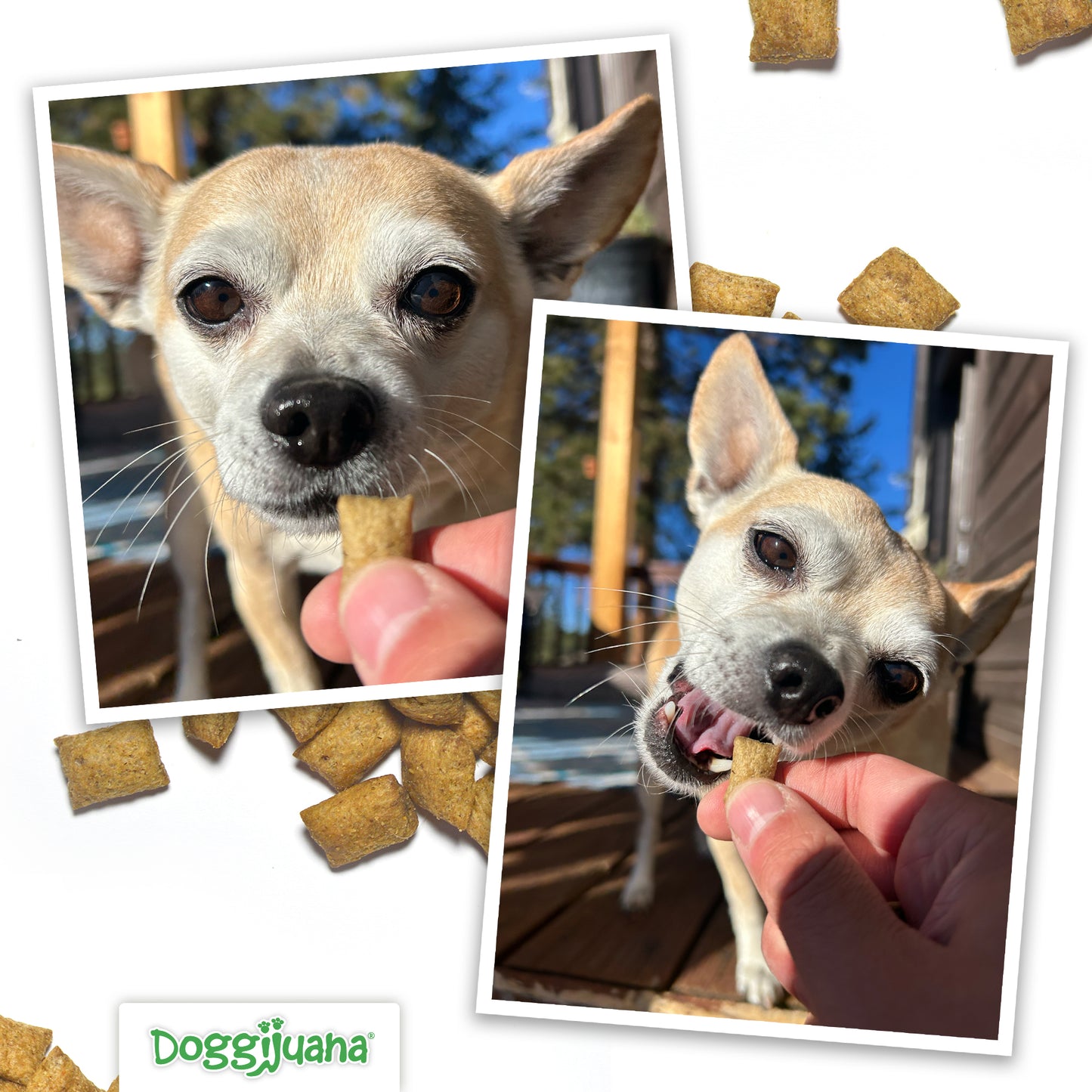 Dog enjoying Juananip Bites calming treats