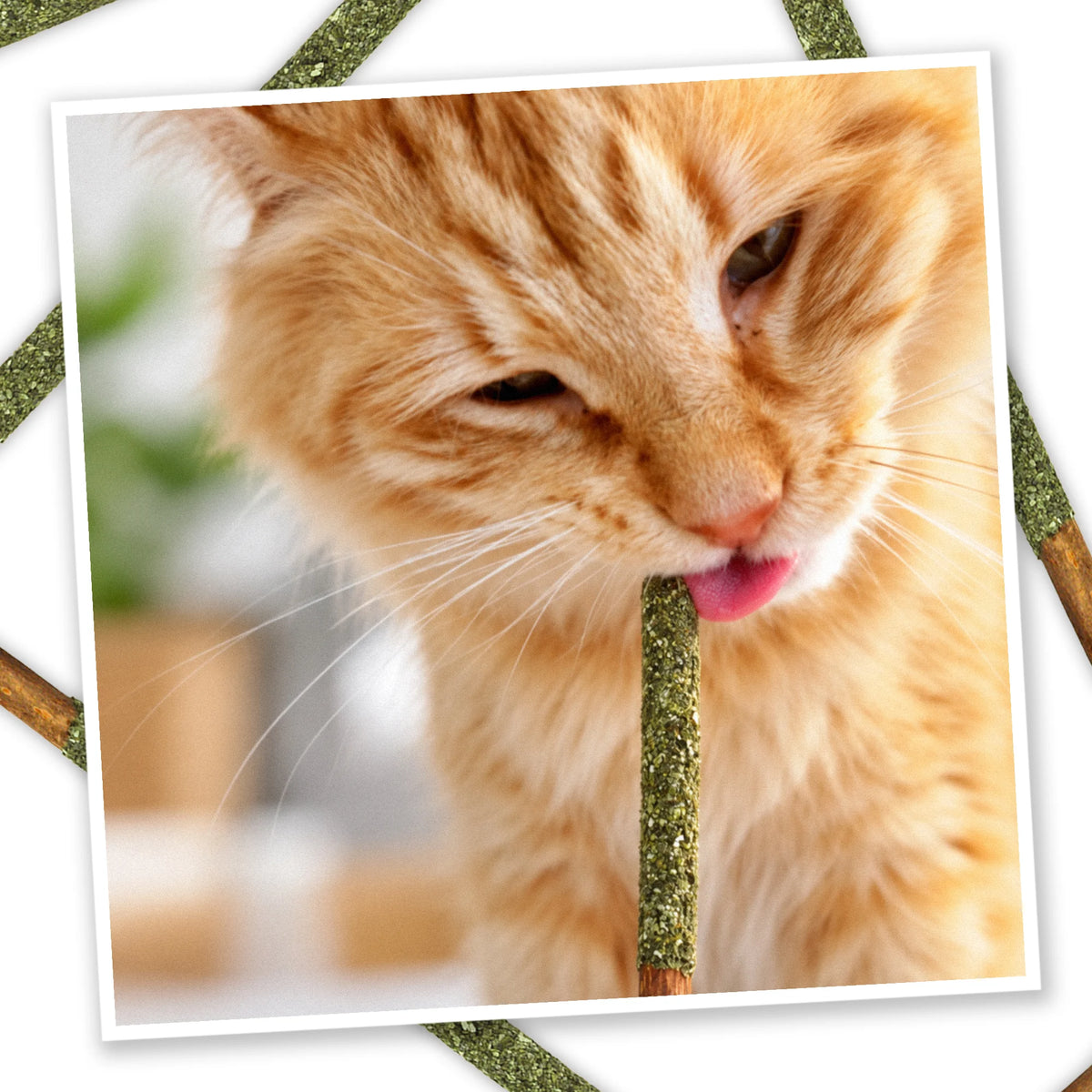 Nip Stix - Catnip Coated Silvervine Sticks