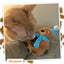 Knock 'n' Nibble Winter Buddy Refillable Treat Dispensing Toy