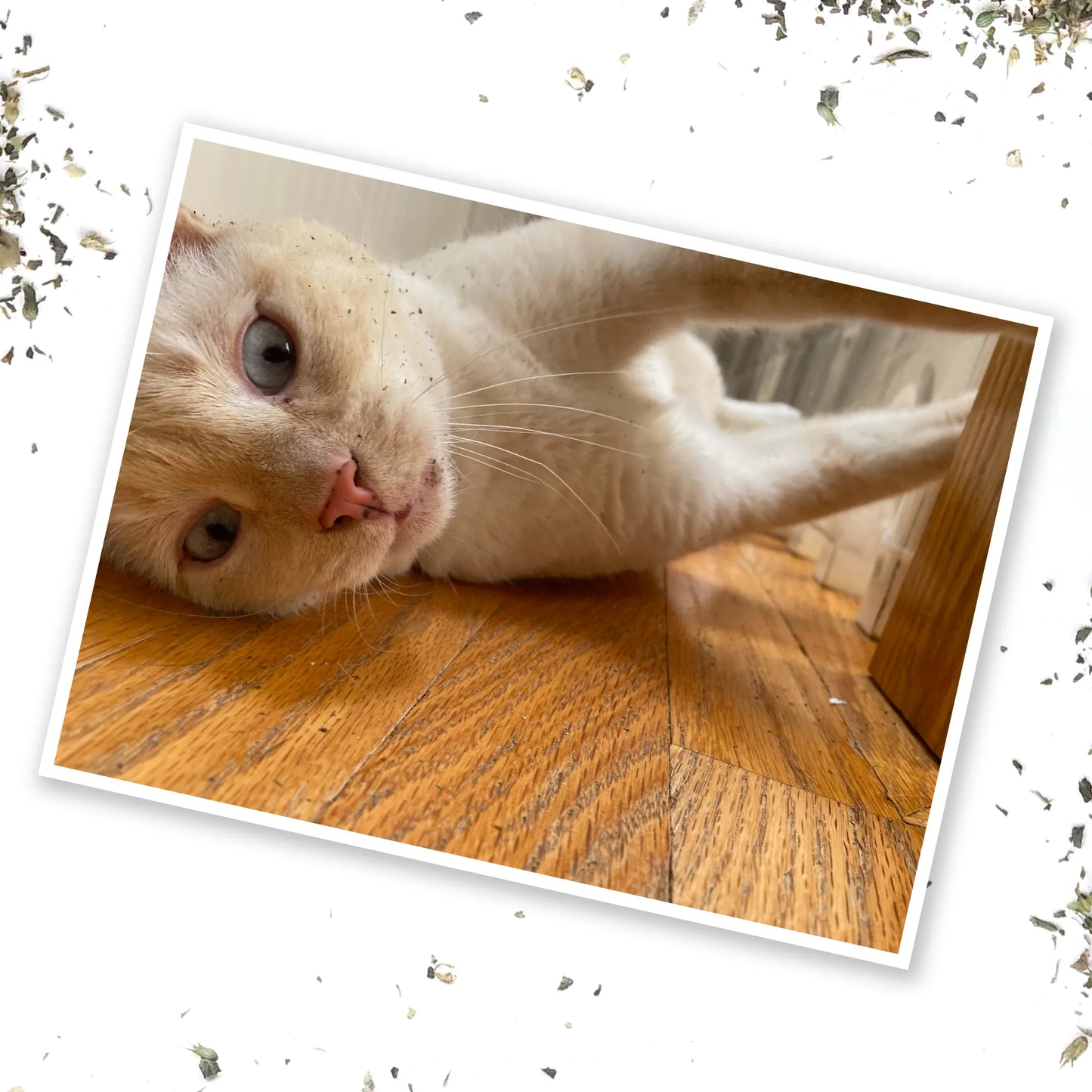 Relaxed cat lying on floor beside catnip, with a scattered effect.