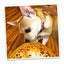 Avocado Toast and Bagel Tuffer dog toy bundle