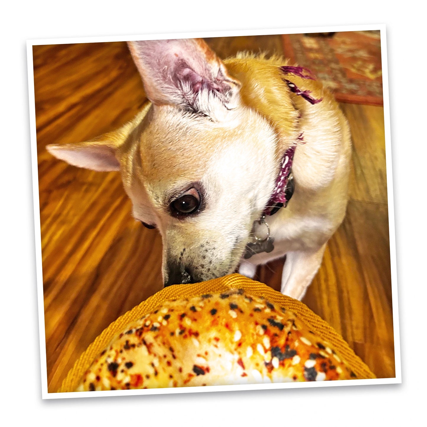 Avocado Toast and Bagel Tuffer dog toy bundle