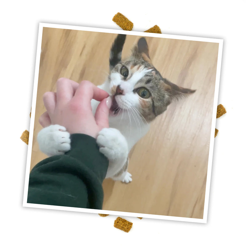 The Purr-fect Snack