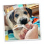Fall Tuffer Chewer Mini Bundle