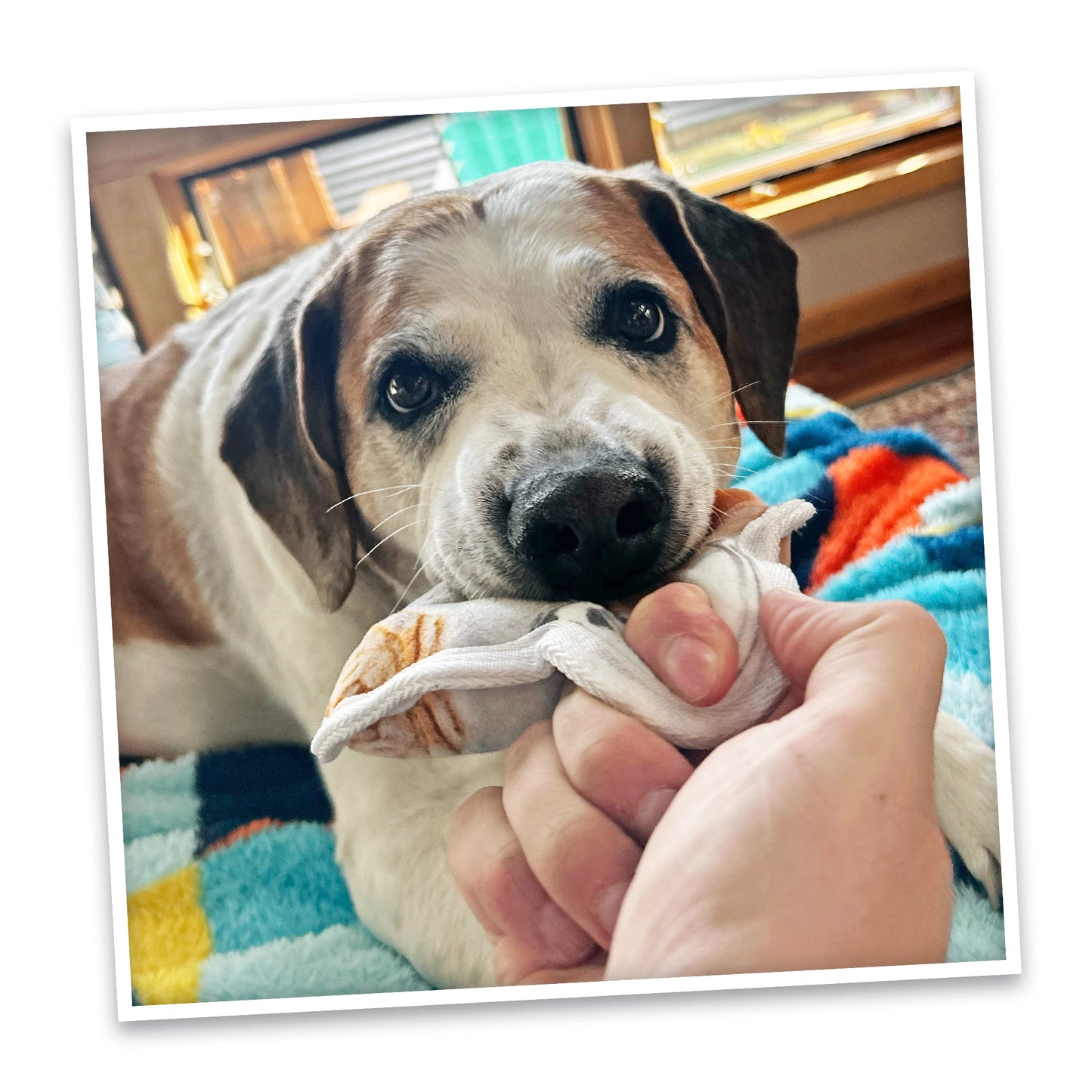 Fall Tuffer Chewer Mini Bundle