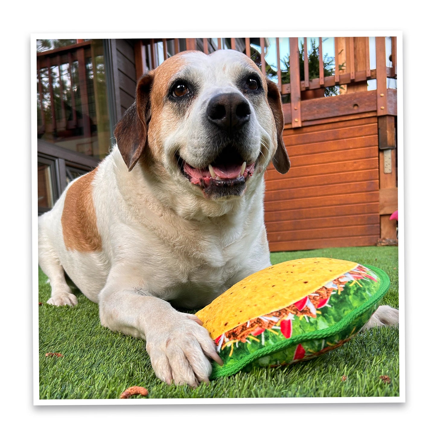 Doggi Duo taco toy & Juananip refill bundle