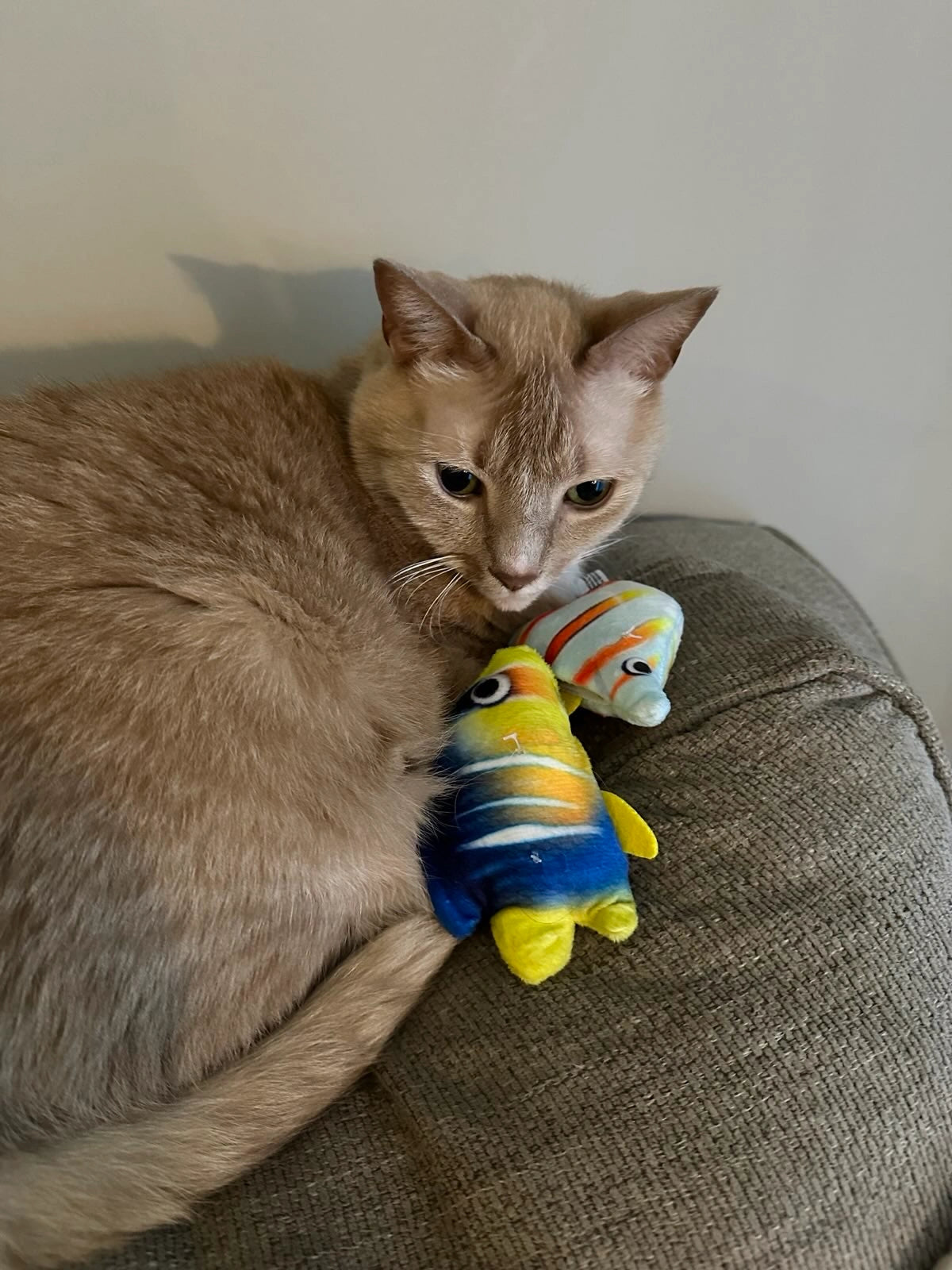 Multipack Fish Cat Toy for Endless Playtime Fun and Engagement