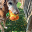 Tuffer Chewer Mini Jack O' Lantern Refillable Dog Toy