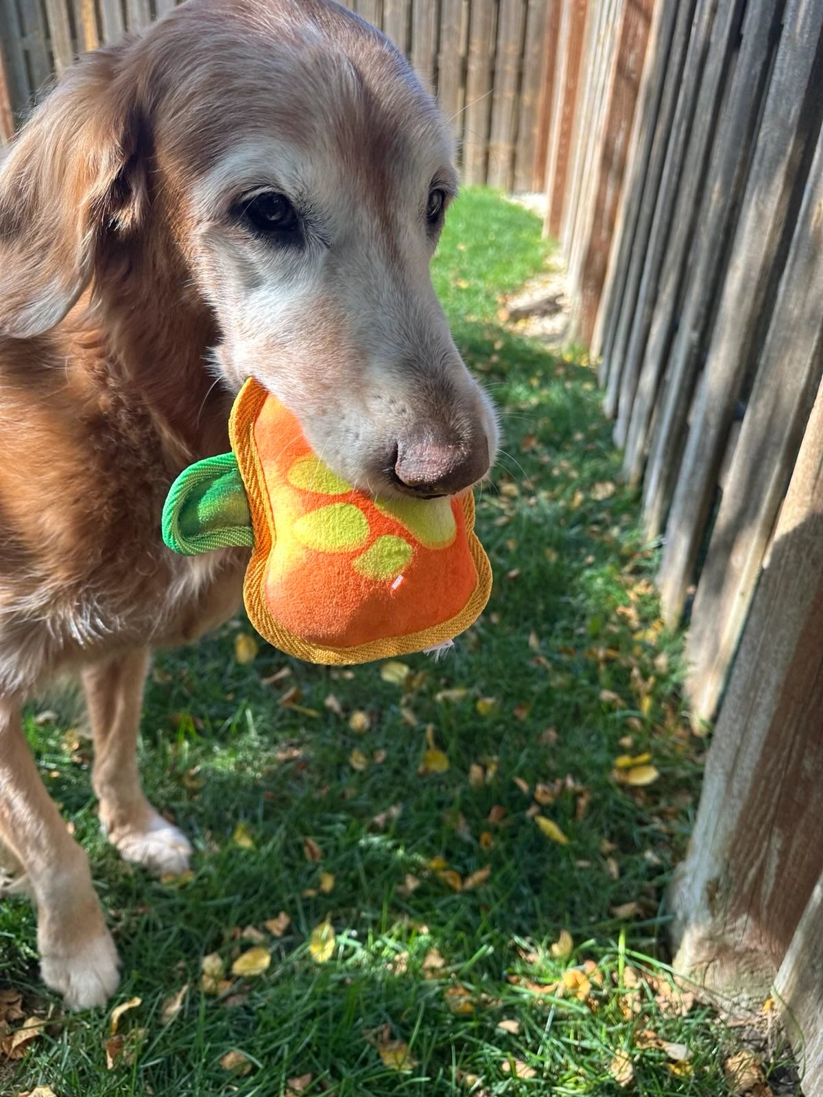 Tuffer Chewer Mini Jack O' Lantern Refillable Dog Toy
