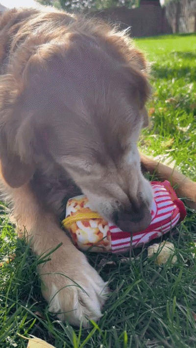 Tuffer Chewer Mini Doggi Duo Bundle - Pupcorn & Juananip