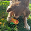 Tuffer Chewer Mini Doggi Duo Bundle - Jack O' Lantern