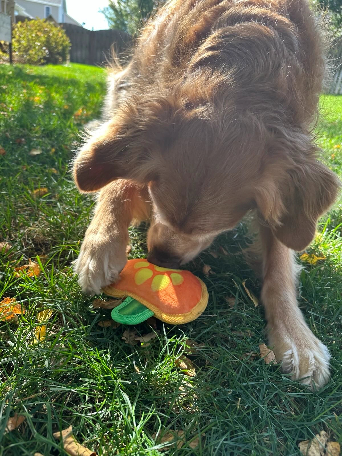 Tuffer Chewer Mini Doggi Duo Bundle - Jack O' Lantern