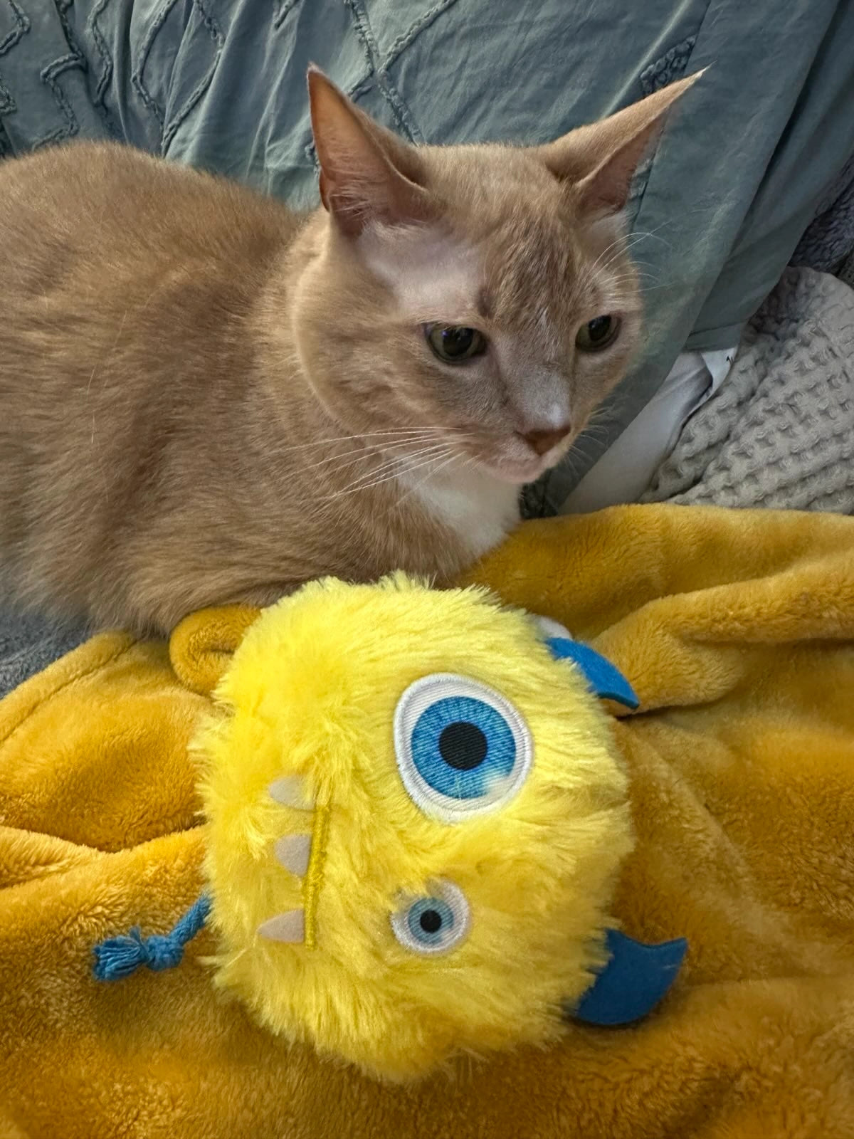 Furry Fiend Cat Toy: Refillable Fun with Organic Catnip – SmarterPaw