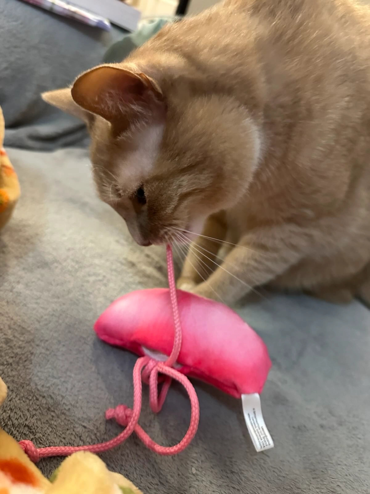 Get Floated Jellyfish Refillable Cat Toy