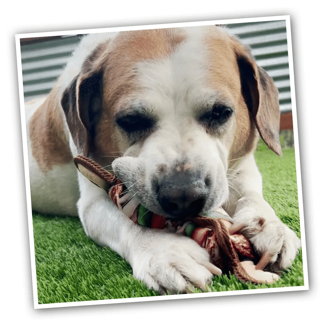 Tomahawk Steak and Mini Kebab Tuffer dog toy bundle