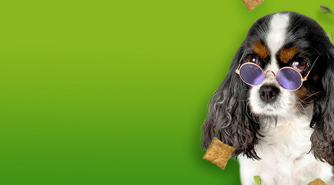 Doggijuana Dayz – SmarterPaw