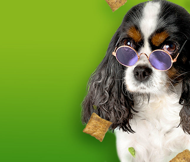 Doggijuana Dayz – SmarterPaw