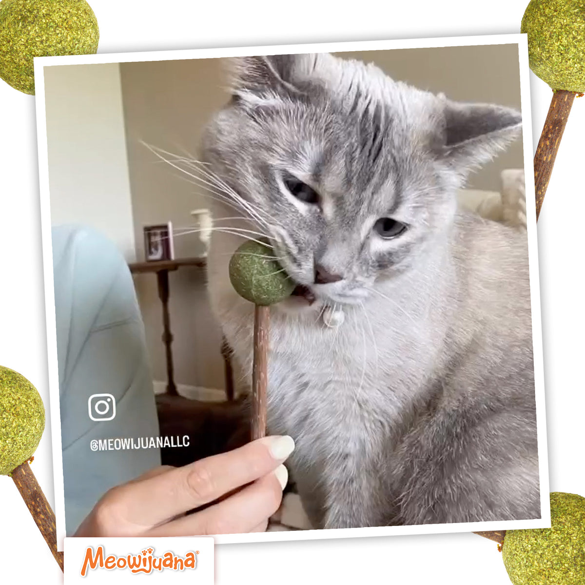 Suckers - Limited Edition Silvervine Sticks With Catnip