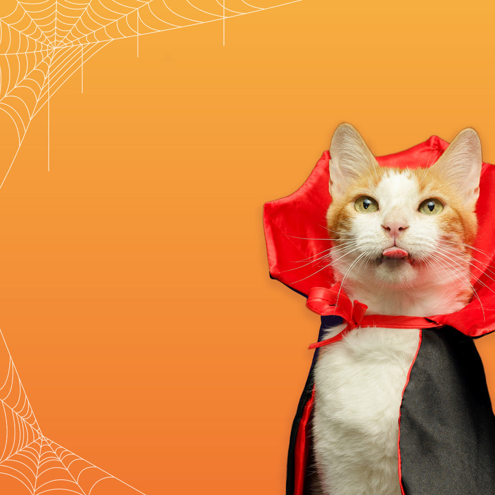 Meowijuana brand hero
