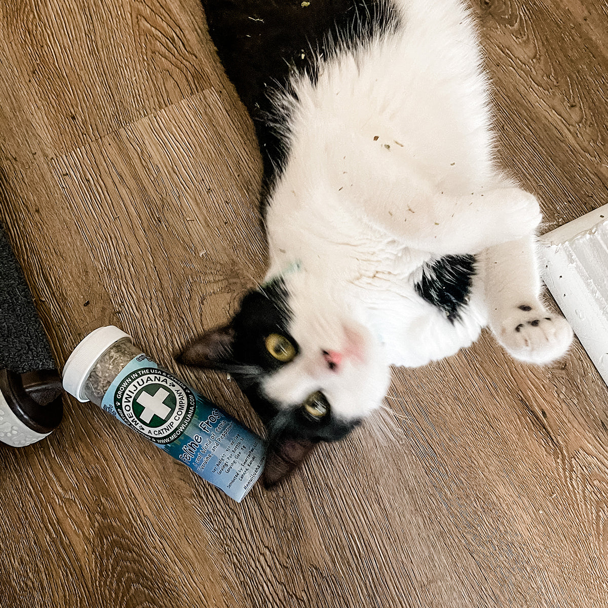 Meowy & Bright Bundle