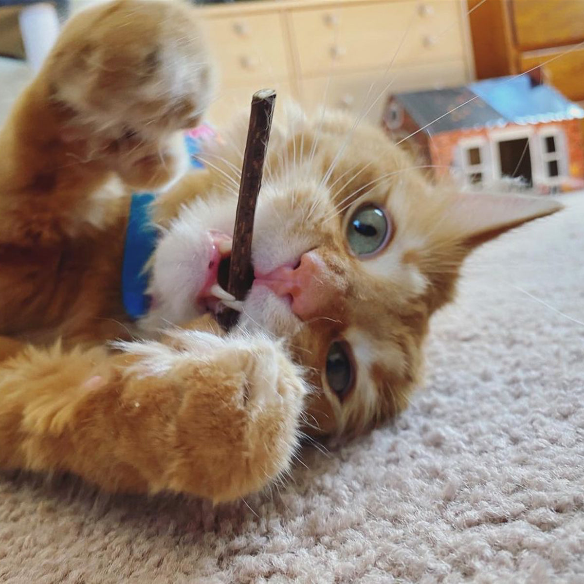 Meowy & Bright Bundle